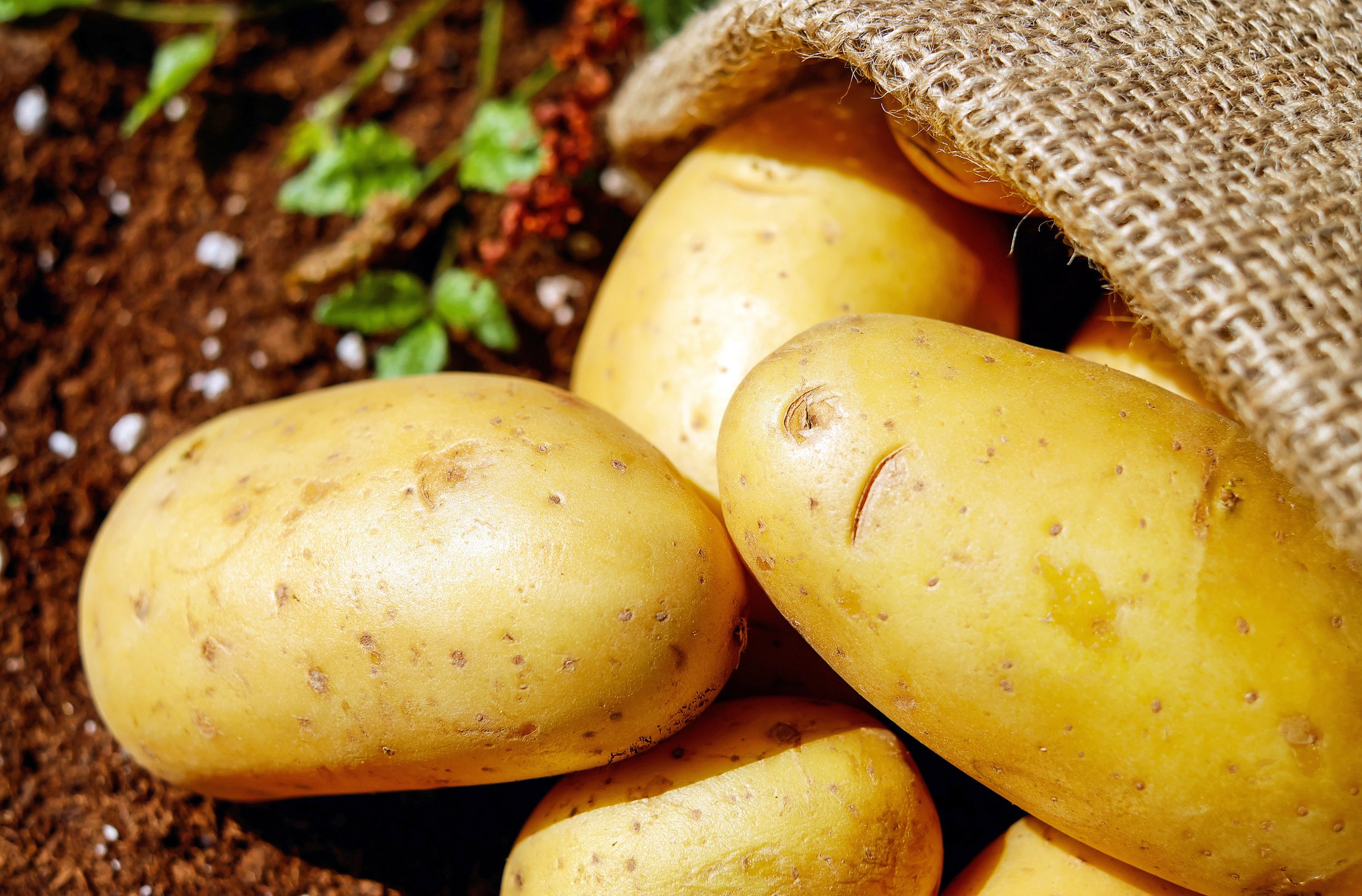 Potatoes on the Soil